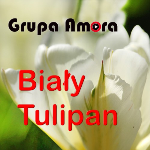 Grupa Amora - Biały tulipan